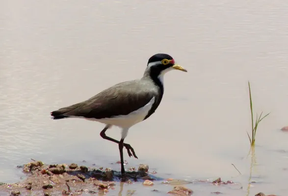 File:Vanellus tricolor.jpg