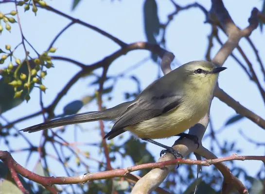 File:Stigmatura budytoides flavocinerea - Greater wagtail tyrant.jpg