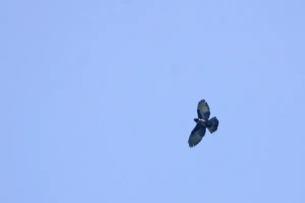 File:Black Baza Aviceda leuphotes from Anaimalai hills JEG8238.jpg