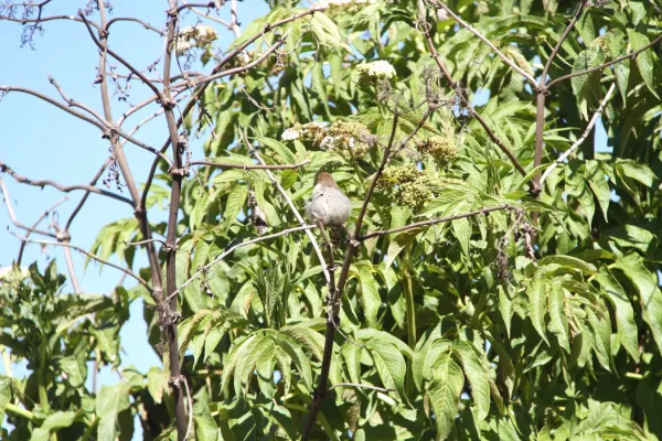 File:Cisticola hunteri 01.jpg