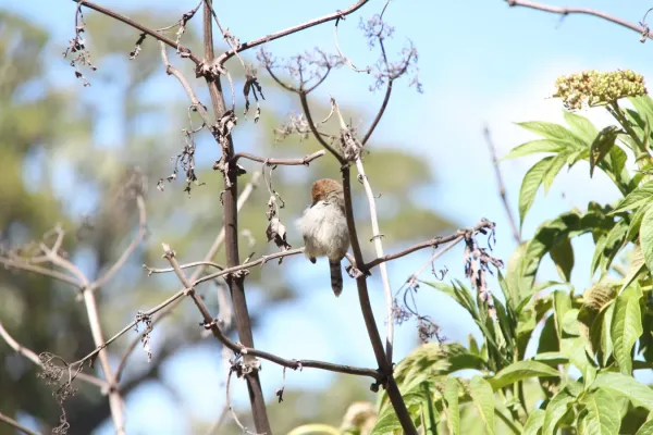 File:Cisticola hunteri 03.jpg
