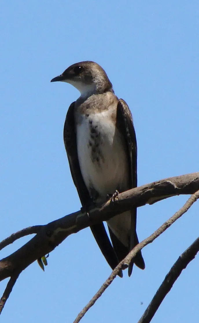 File:Progne tapera -Rio Grande do Sul-8a.jpg