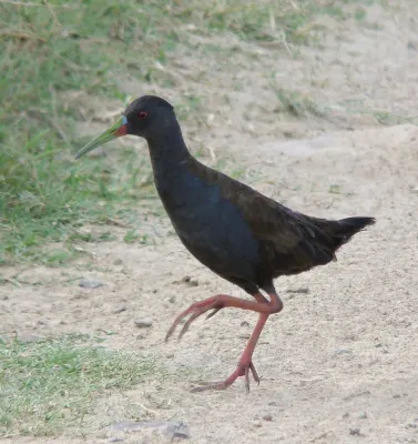 File:Pardirallus sanguinolentus -Rio Grande do Sul-8.jpg