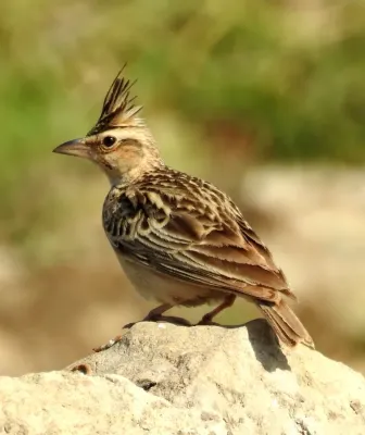 File:Syke's Lark Galerida deva by Dr. Raju Kasambe DSCN5681 (3).jpg