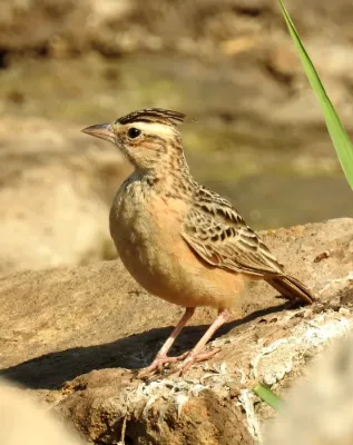 File:Syke's Lark Galerida deva by Dr. Raju Kasambe DSCN5681 (1).jpg