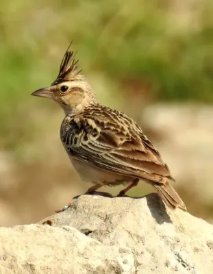 File:Syke's Lark Galerida deva by Dr. Raju Kasambe DSCN5681 (2).jpg