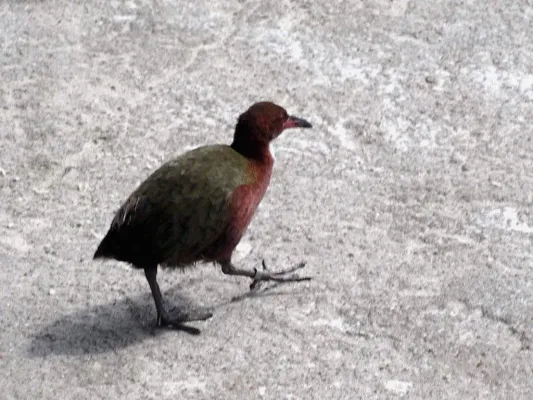 File:Aldabra Rail (Dryolimnas cuvieri aldabranus).jpg