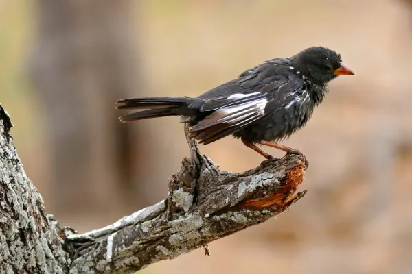File:Red-billed Buffalo Weaver (Bubalornis niger) (33142532726).jpg