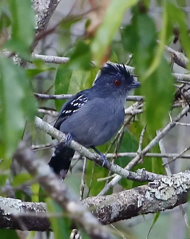 File:Thamnophilus stictocephalus - Natterer's slaty-antshrike (male).jpg