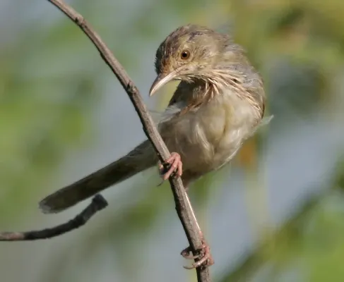File:Jungle Prinia (Prinia sylvatica) in Hyderabad, AP W IMG 1327.jpg