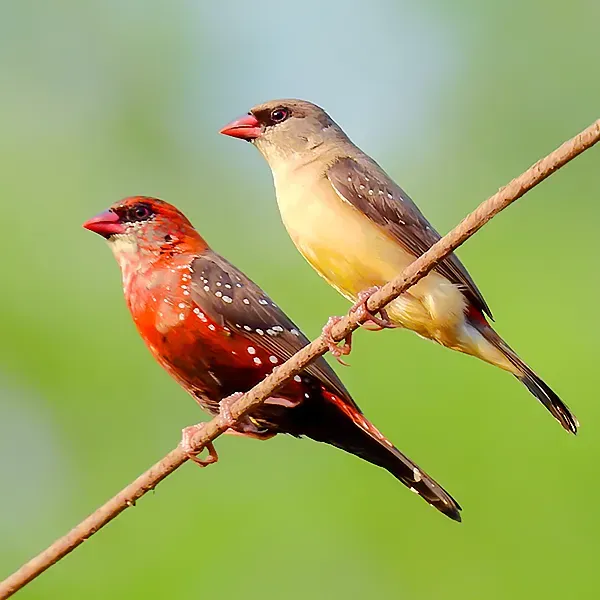File:A pair of Red avadavat (Amandava amandava) Photograph by Shantanu Kuveskar.jpg