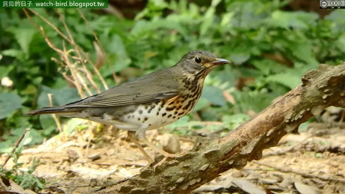 File:(Turdus cardis-Japanese Thrush).jpg