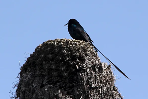 File:Nectarinia johnstoni mtkenya 6.jpg