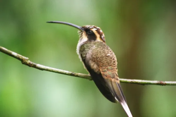 File:Phaethornis eurynome -Parque das Aves-8a.jpg
