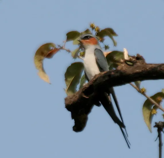 File:Crested Treeswift (Hemiprocne coronata) in Kawal WS, AP W IMG 2115.jpg