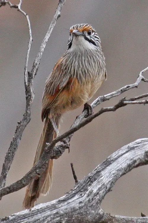 File:Striated Grasswren (Amytornis striatus) on branch from front.jpg