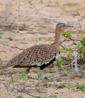 File:Red-crested Korhaan (Lophotis ruficrista) (32509371853).jpg
