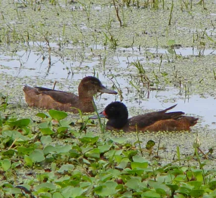 File:Heteronetta atricapilla blackheadedduck (cropped).jpg