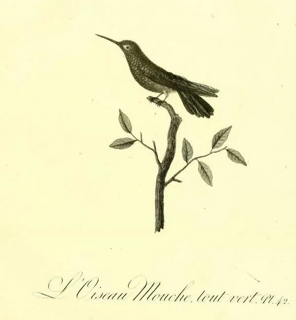 File:Polytmus theresiae.jpg