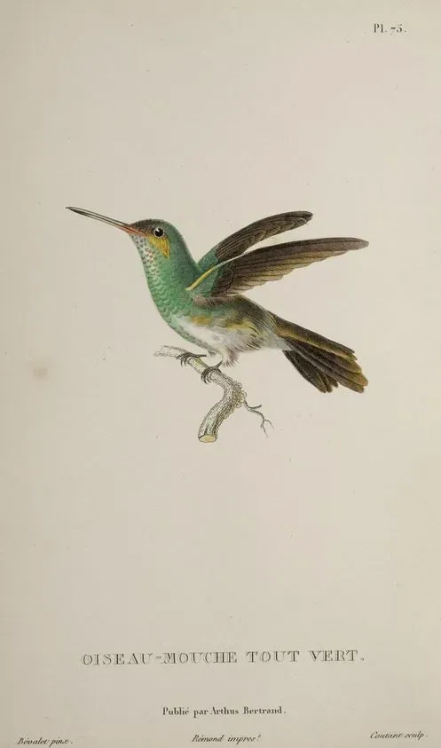 File:Polytmus theresiae Bevalet.jpg