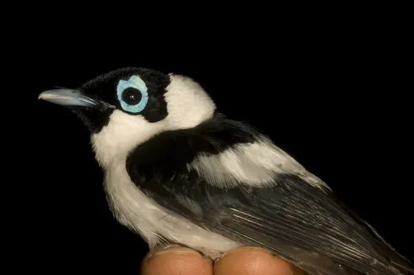 File:Frill-necked Monarch (Arses lorealis) close-up.jpg
