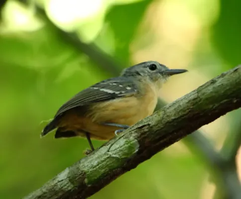 File:Myrmotherula assimilis - Leaden antwren (female).jpg