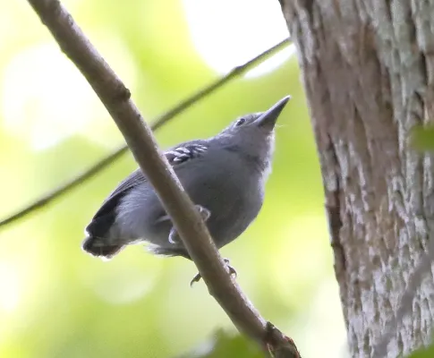 File:Myrmotherula menetriesii - Grey antwren (male).jpg