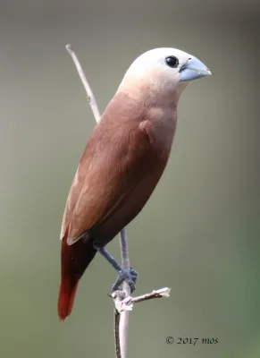 File:White-headed Munia (Lonchura maja) in South Jakarta, Indonesia.jpg