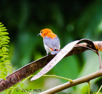 File:Scarlet-headed Flowerpecker (Dicaeum trochileum) in South Jakarta, Indonesia.jpg