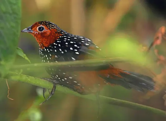 File:Ocellated Tapaculo (Acropternis orthonyx).jpg
