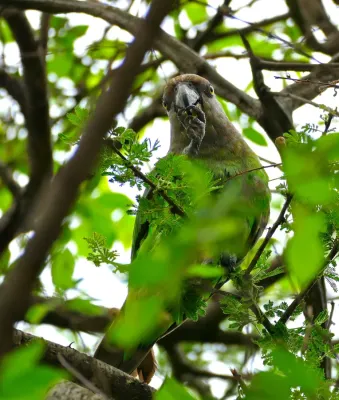 File:Brown-headed Parrot (Poicephalus cryptoxanthus) eating small fruit ... (33445931356).jpg