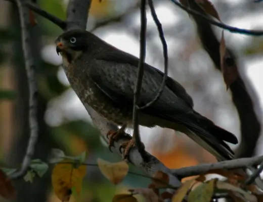 File:White-eyed Buzzard (Butastur teesa) in Kawal WS, AP W IMG 2038.jpg