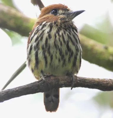 File:Lanceolated Monklet (Micromonacha lanceolata).jpg
