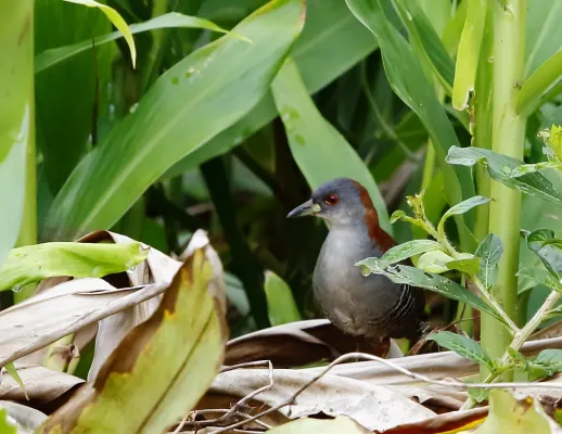 File:Grey-breasted crake-Sanã-do-capim-Burrito pecho gris (Laterallus exilis).jpg