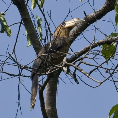 File:Tickells Brown Hornbill (Anorrhinus tickelli) in tree.jpg