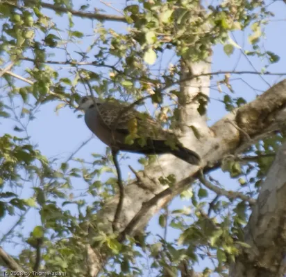 File:Adamawa Turtle-dove (Streptopelia hypopyrrha) among the leaves.jpg