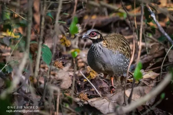 File:White-cheeked partridge (Arborophila atrogularis).jpg