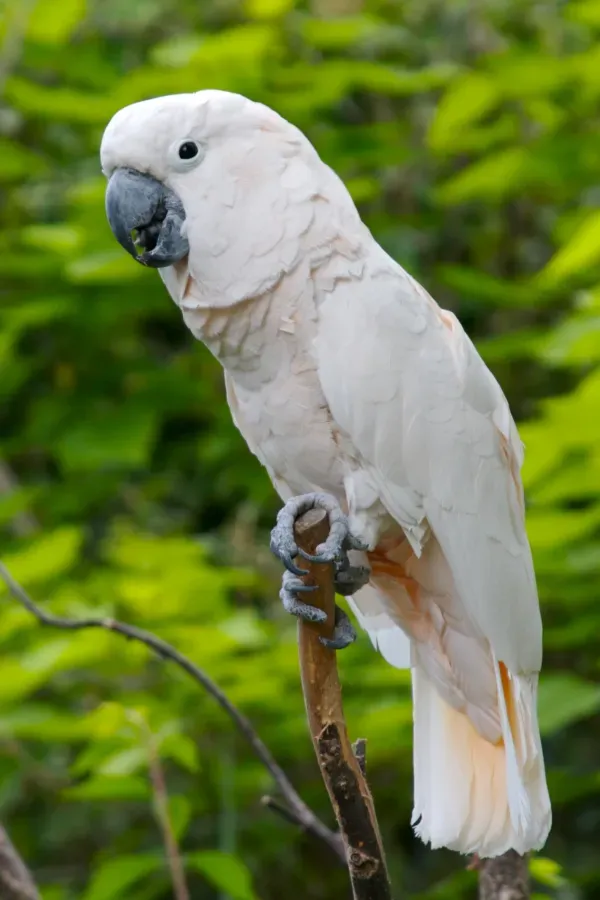 File:Cacatua moluccensis -Cincinnati Zoo-8a.jpg