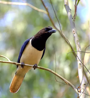 File:Cyanocorax cristatellus 1.jpg