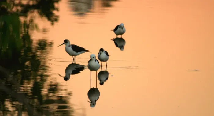 File:Adult and immature White-headed Stilts (Himantopus leucocephalus) in the water.jpg