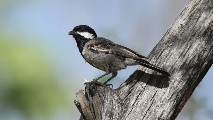 File:Ashy tit, Melaniparus cinerascens (32494960423).jpg