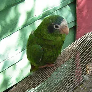 File:Amazona ventralis -Dominican Republic-4a-4c.jpg