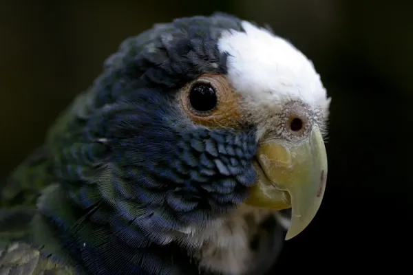 File:Pionus senilis -upper body-8a.jpg