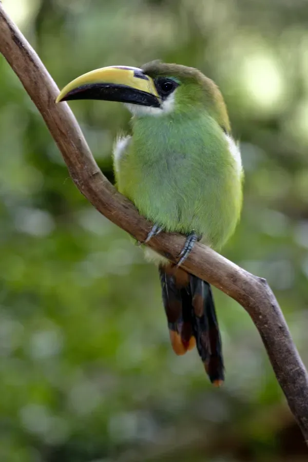 File:Aulacorhynchus prasinus -perching on branch-8a.jpg