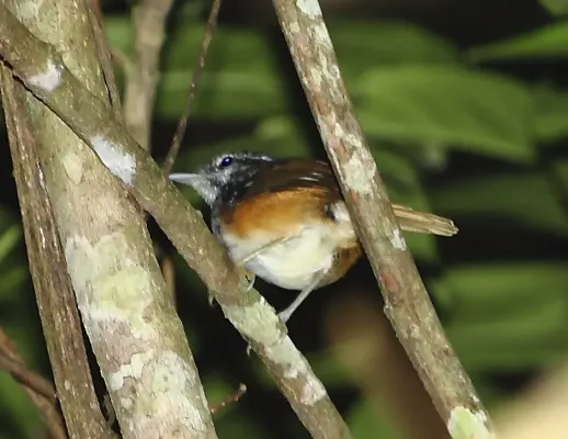 File:Hypocnemis striata - Spix’s Antwarbler.jpg