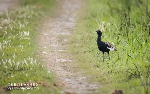 File:Bengal Florican Houbaropsis bengalensis bengalensis.jpg