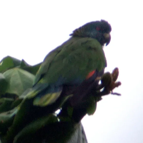 File:Amazona versicolor -St Lucia-5a.jpg