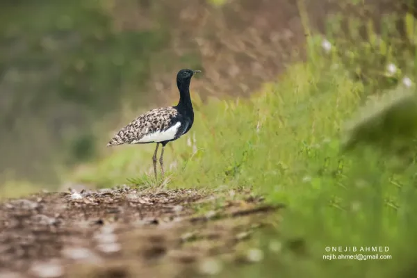File:Bengal Florican (Houbaropsis bengalensis bengalensis).jpg
