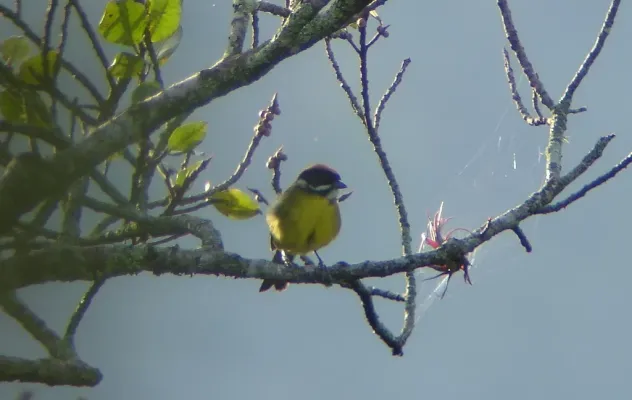 File:Moustached Brush-finch (Atlapetes albofrenatus).jpg