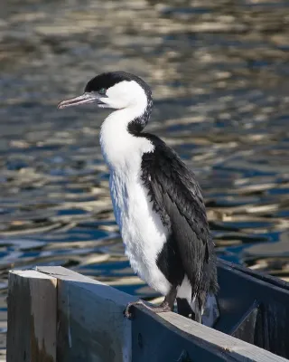 File:Phalacrocorax fuscescens Kettering.jpg